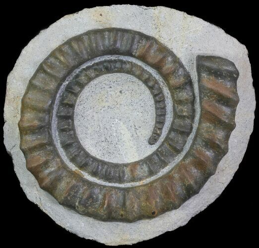 Devonian Ammonite (Anetoceras) - Morocco #64436